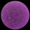 Lilac Marsala Synthetic