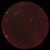 Red Marsala Synthetic