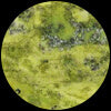 Lemon Jasper