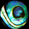 Abalone